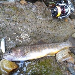 増水した渓でイワナ爆釣